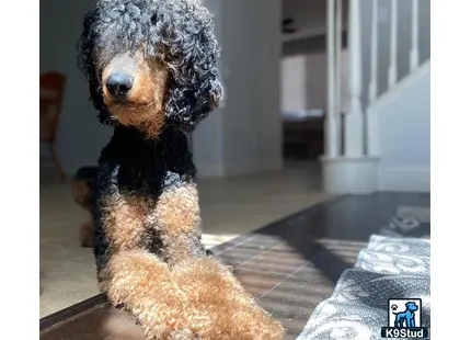 a poodle dog sitting on a tile floor