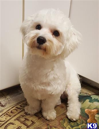 a white maltese dog sitting on a rug