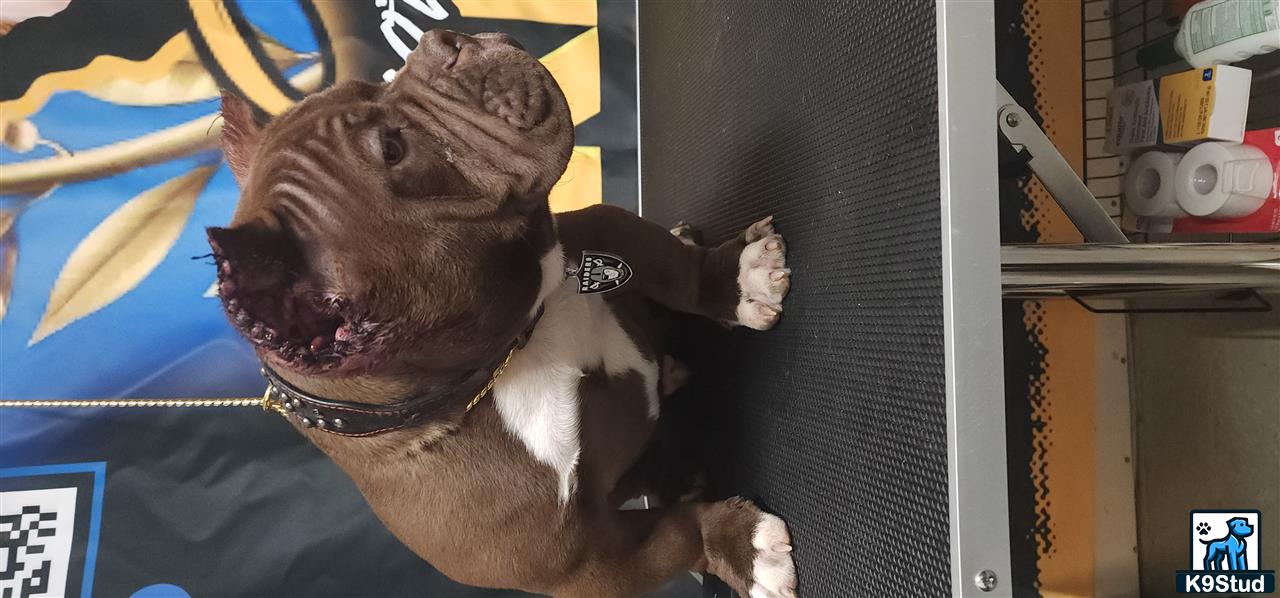 a american bully dog with a stick in its mouth