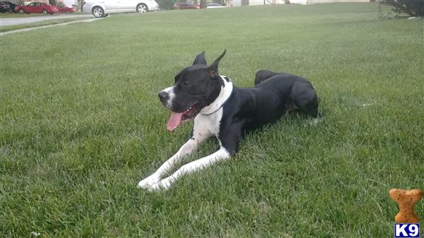 a great dane dog lying in the grass