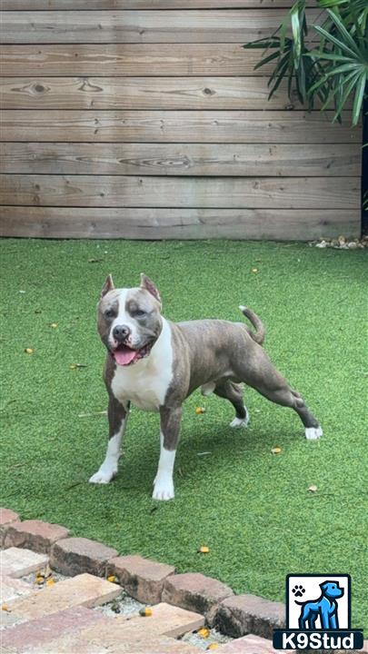 a american bully dog standing on grass