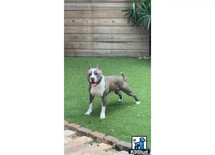 a american bully dog standing on grass