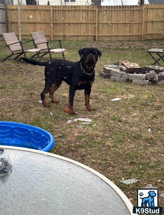 a rottweiler dog standing on grass