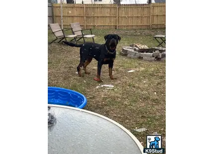 a rottweiler dog standing on grass