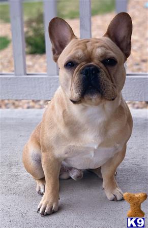 a french bulldog dog sitting on the ground