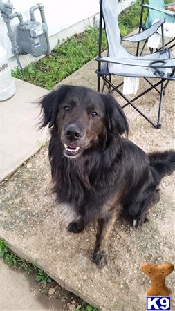 a black golden retriever dog sitting on a patio