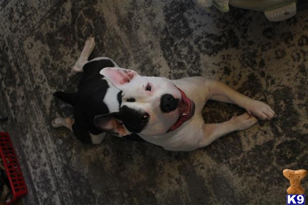 a american bully dog lying on the ground