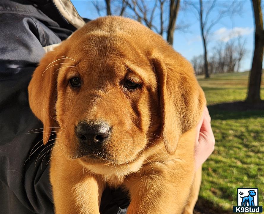 a labrador retriever dog sitting on a persons lap