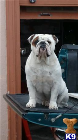 a english bulldog dog sitting on a bench