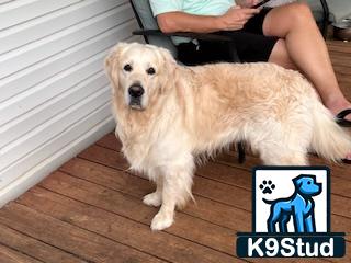 a golden retriever dog sitting on a wood floor