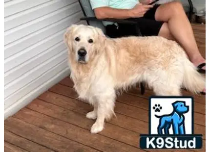 a golden retriever dog sitting on a wood floor