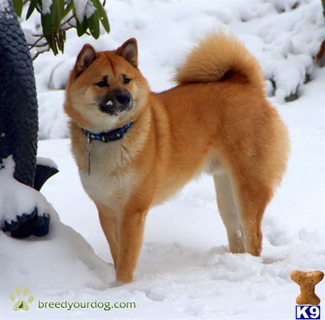 a shiba inu dog standing in the snow