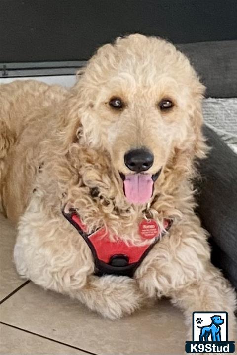 a golden retriever dog wearing a garment