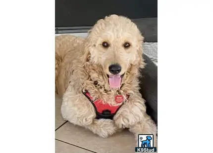 a golden retriever dog wearing a garment