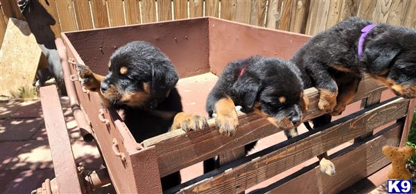 a group of rottweiler puppies on a wooden bench