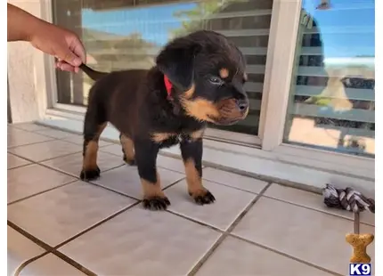 Rottweiler Puppies for Sale - Loyal and Protective Companions | K9Stud