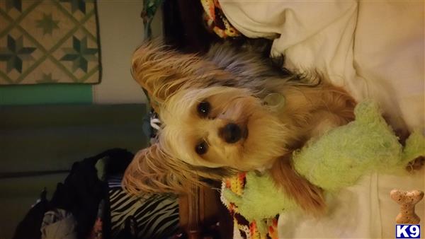 a yorkshire terrier dog holding a stuffed animal