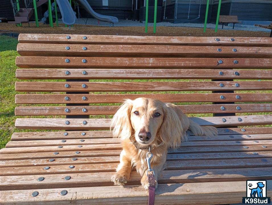 a dachshund dog sitting on a bench