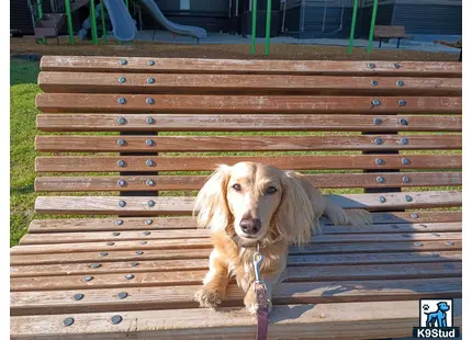 a dachshund dog sitting on a bench