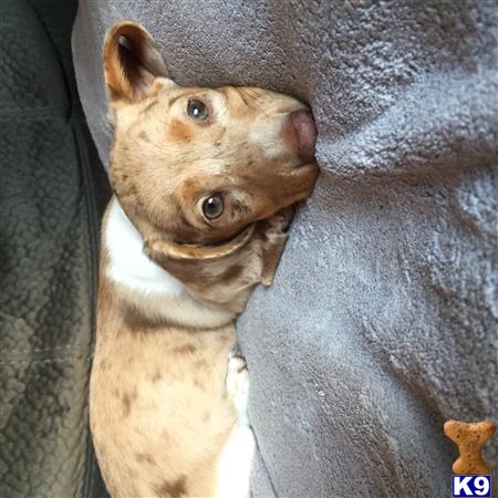 a dachshund dog looking up