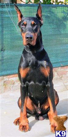 a doberman pinscher dog sitting on a doberman pinscher dog