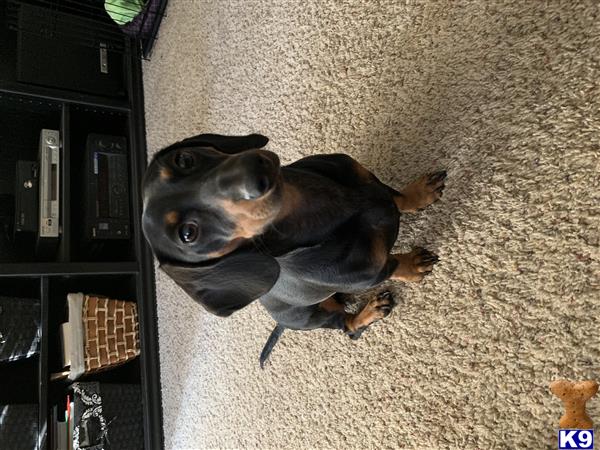 a dachshund dog lying on the carpet