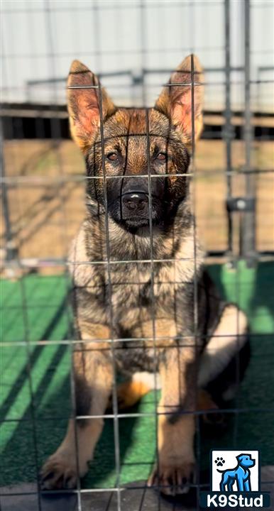 a german shepherd dog in a cage