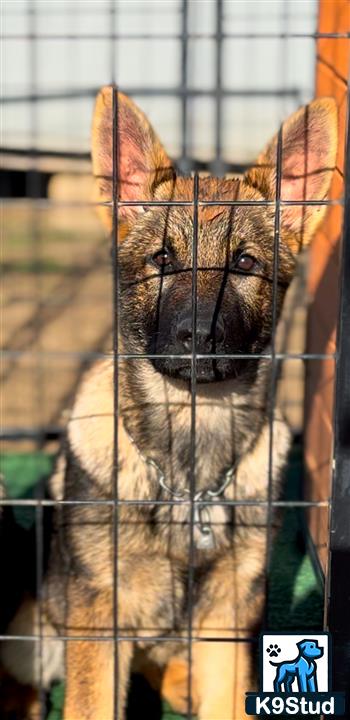 a german shepherd dog in a cage