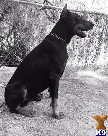 a black doberman pinscher dog sitting on the ground