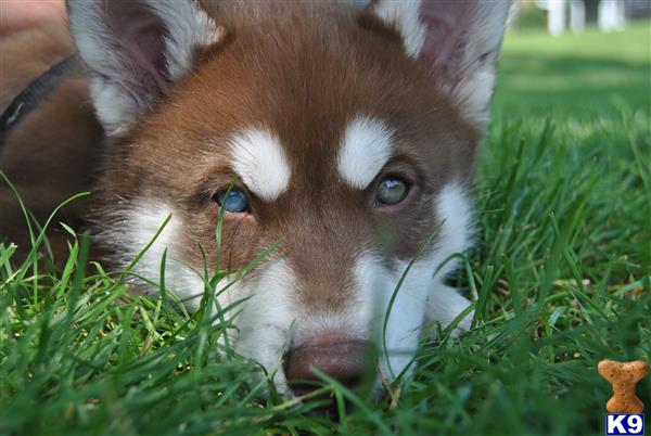 a siberian husky dog lying in the grass