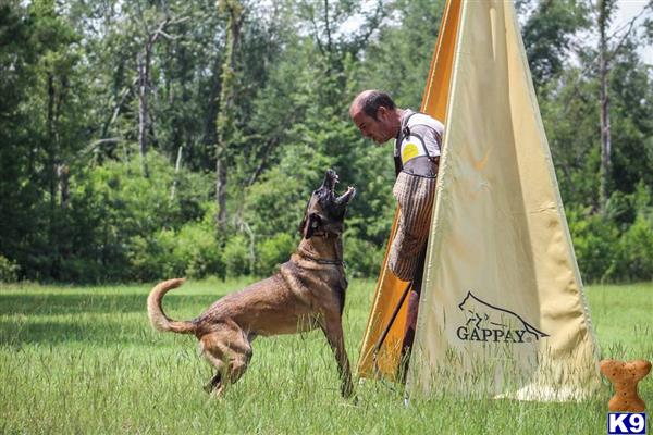 a person and a belgian malinois dog in a field with a tent
