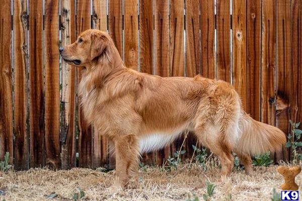 a lion standing in front of a wooden fence