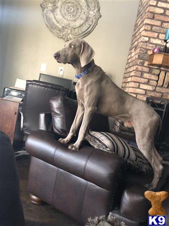 a weimaraner dog sitting on a leather chair