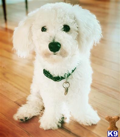 a white bichon frise dog with a green bow