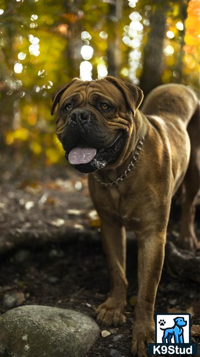 a dogue de bordeaux dog standing on rocks