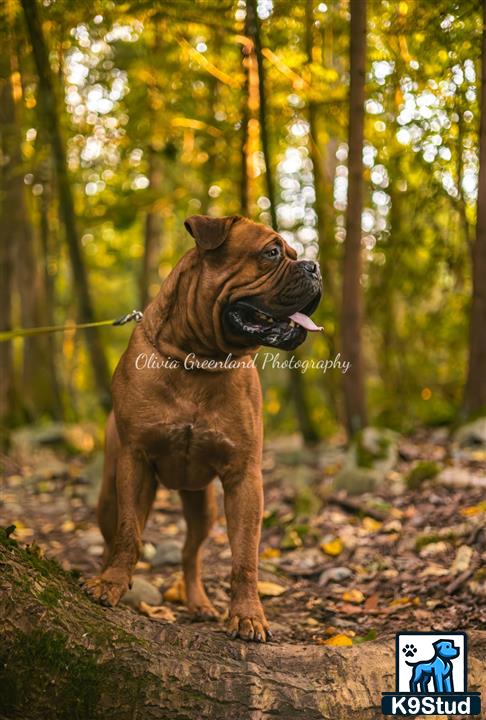 a dogue de bordeaux dog standing on a log in the woods