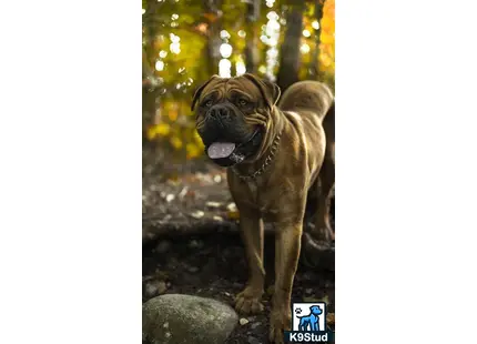 a dogue de bordeaux dog standing on rocks