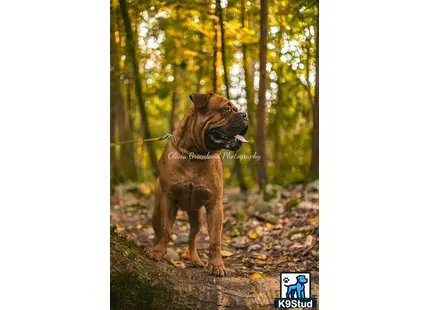 a dogue de bordeaux dog standing on a log in the woods