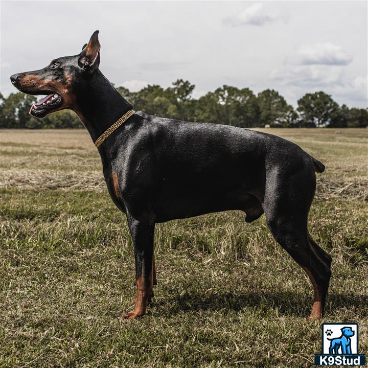 a doberman pinscher dog standing in a field