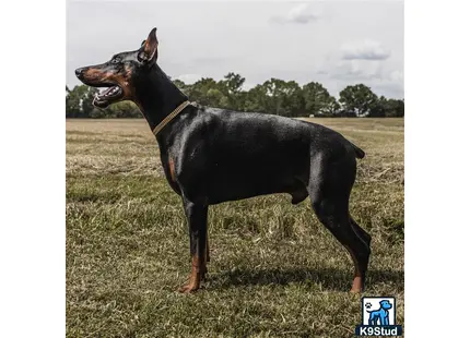 a doberman pinscher dog standing in a field