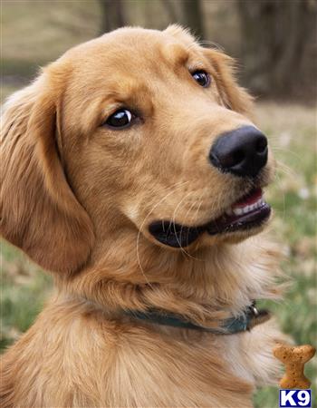 Golden Retriever Stud Dog: Curious George Washington Clooney Bailey ...