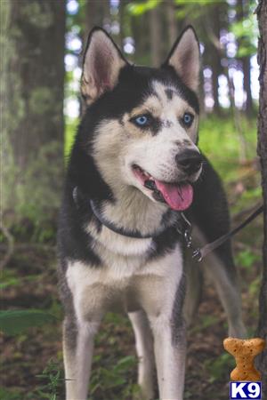 a siberian husky dog standing in the woods