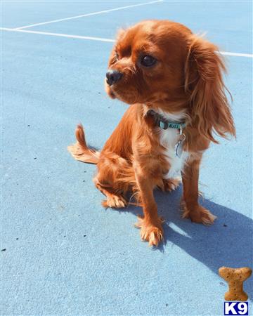 a cavalier king charles spaniel dog holding a cavalier king charles spaniel puppy