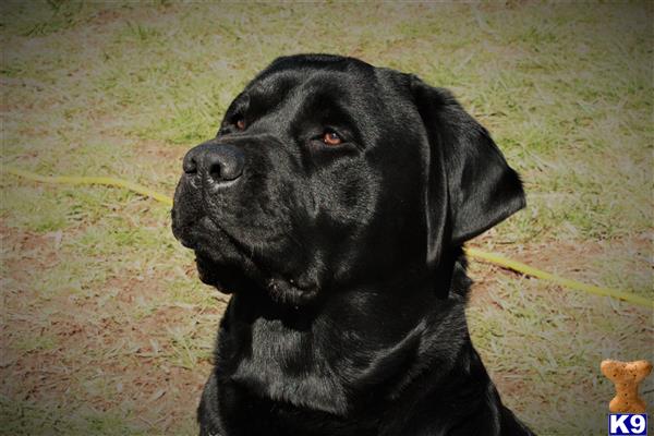 a black labrador retriever dog looking up