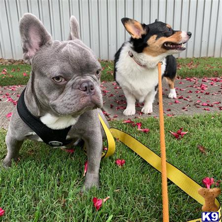 two french bulldog dogs in a yard