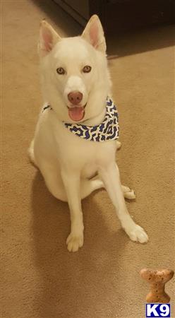 a siberian husky dog wearing a bandana