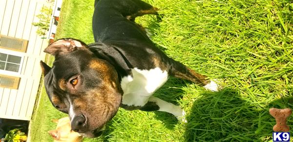 a american staffordshire terrier dog lying on grass