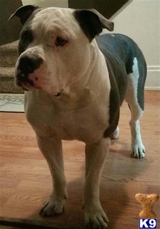 a american bully dog standing on a wood floor