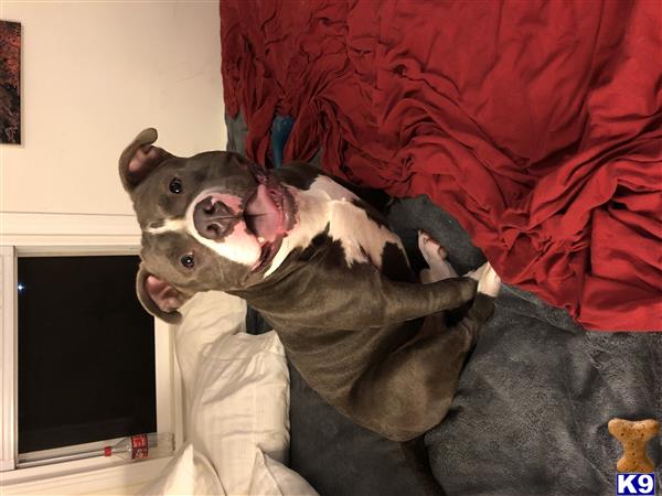 a american bully dog lying on a persons back