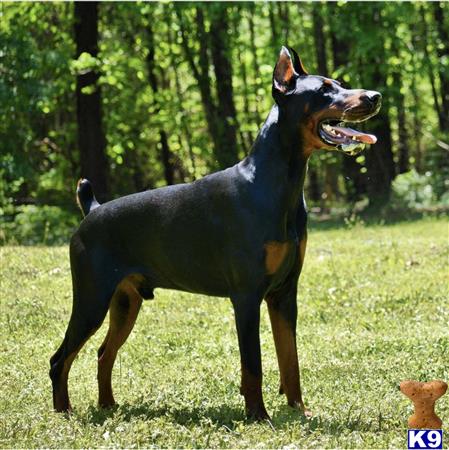 a doberman pinscher dog standing in a grassy area